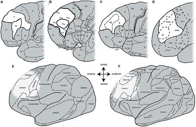 New organizational principles and 3D cytoarchitectonic maps of the dorsolateral prefrontal cortex in the human brain